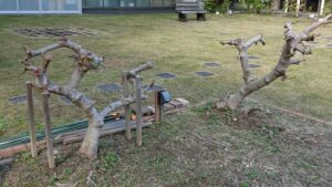 足助病院コラム